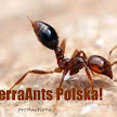 TerraAnts
